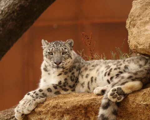 Une panthère des neiges secourue après s'être égarée dans le désert chinois