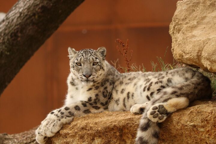 Une panthère des neiges secourue après s'être égarée dans le désert chinois
