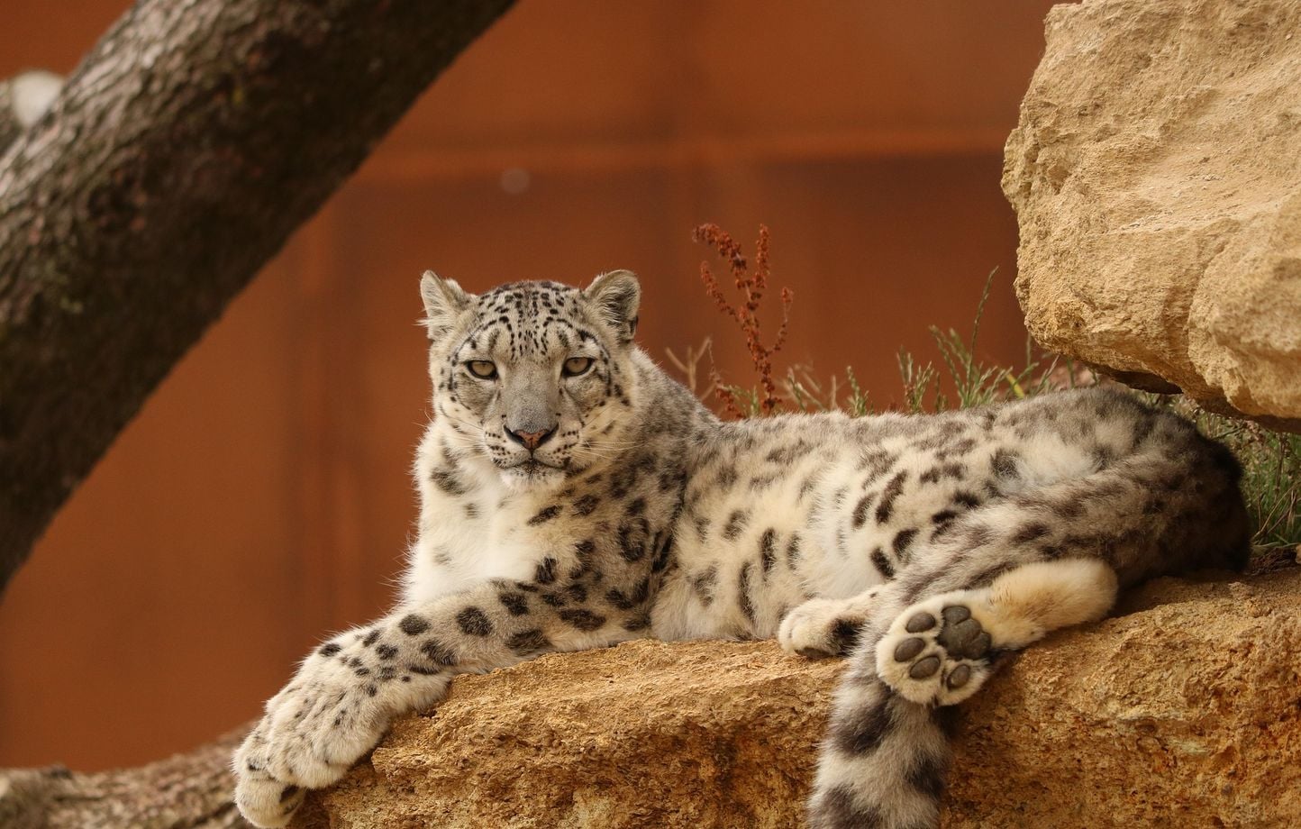 Une panthère des neiges secourue après s'être égarée dans le désert chinois