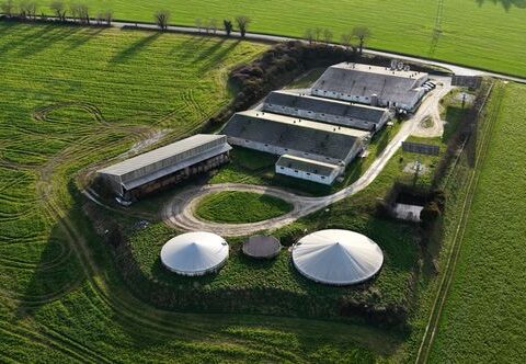 Des accusations de mauvais traitements dans un élevage porcin de Bretagne révèlent des pratiques illégales