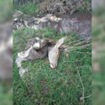 Des carcasses d'animaux sauvages abandonnées et dépecées découvertes en Charente-Maritime