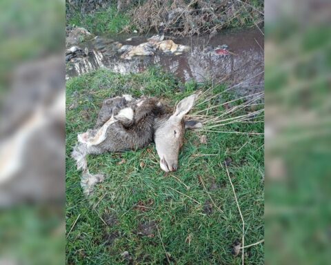 Des carcasses d'animaux sauvages abandonnées et dépecées découvertes en Charente-Maritime