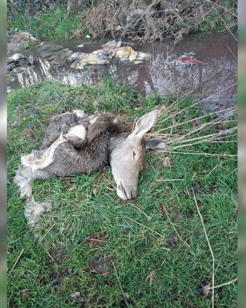 Des carcasses d'animaux sauvages abandonnées et dépecées découvertes en Charente-Maritime