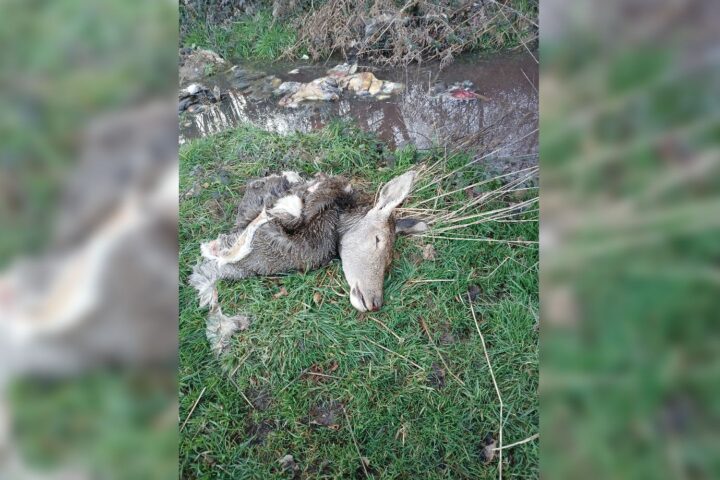 Des carcasses d'animaux sauvages abandonnées et dépecées découvertes en Charente-Maritime