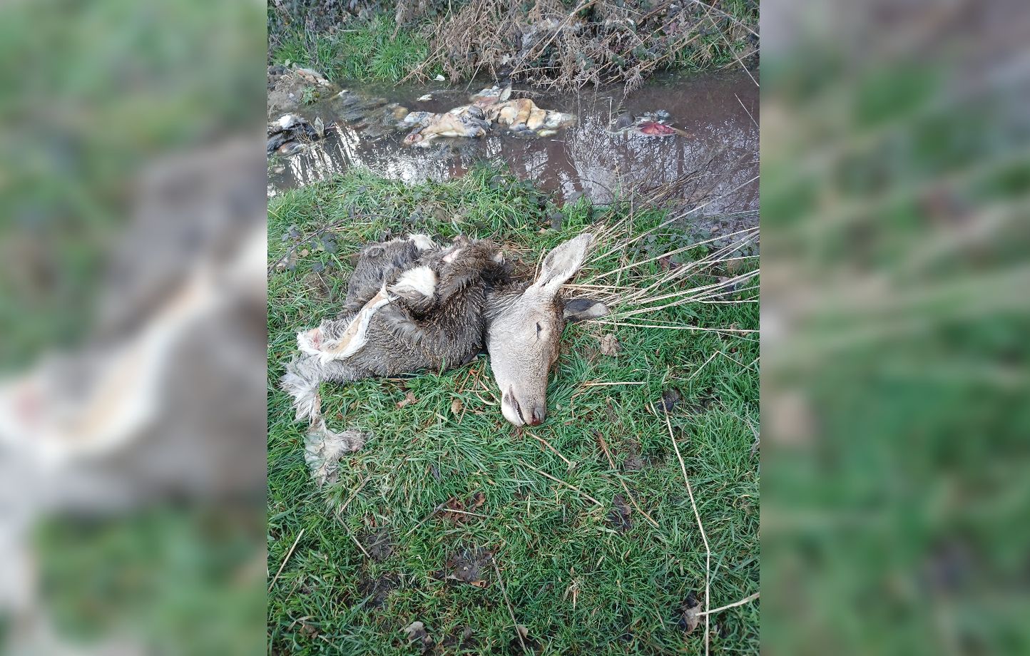 Des carcasses d'animaux sauvages abandonnées et dépecées découvertes en Charente-Maritime