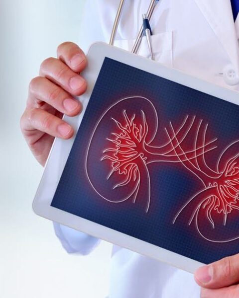 Des chercheurs identifient une protéine clé dans la progression des maladies rénales chroniques