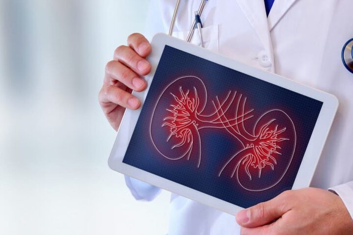 Des chercheurs identifient une protéine clé dans la progression des maladies rénales chroniques