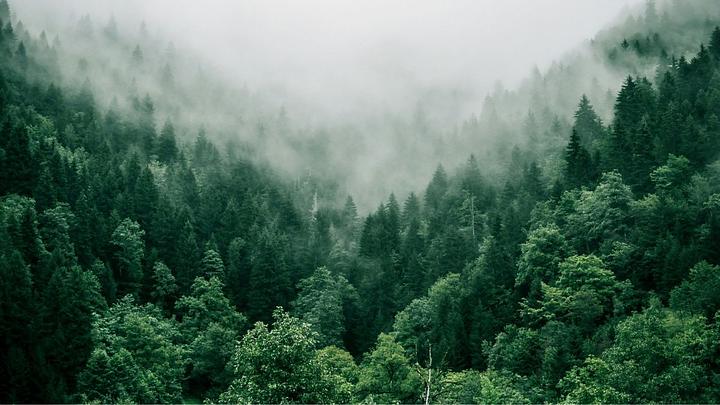 Des pièces potentiellement liées à Antoni Jaczewicz retrouvées dans les monts Sainte-Croix en Pologne