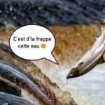 Des saumons exposés à la cocaïne nagent presque deux fois plus que les autres poissons