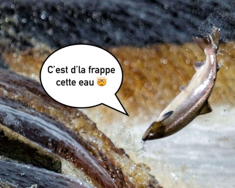 Des saumons exposés à la cocaïne nagent presque deux fois plus que les autres poissons