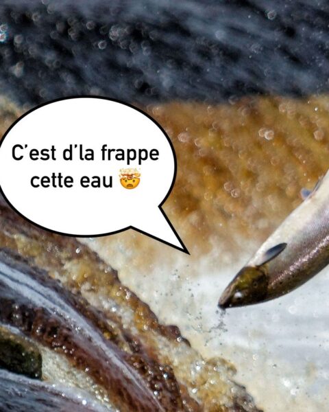 Des saumons exposés à la cocaïne nagent presque deux fois plus que les autres poissons