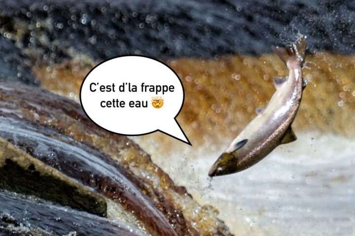 Des saumons exposés à la cocaïne nagent presque deux fois plus que les autres poissons