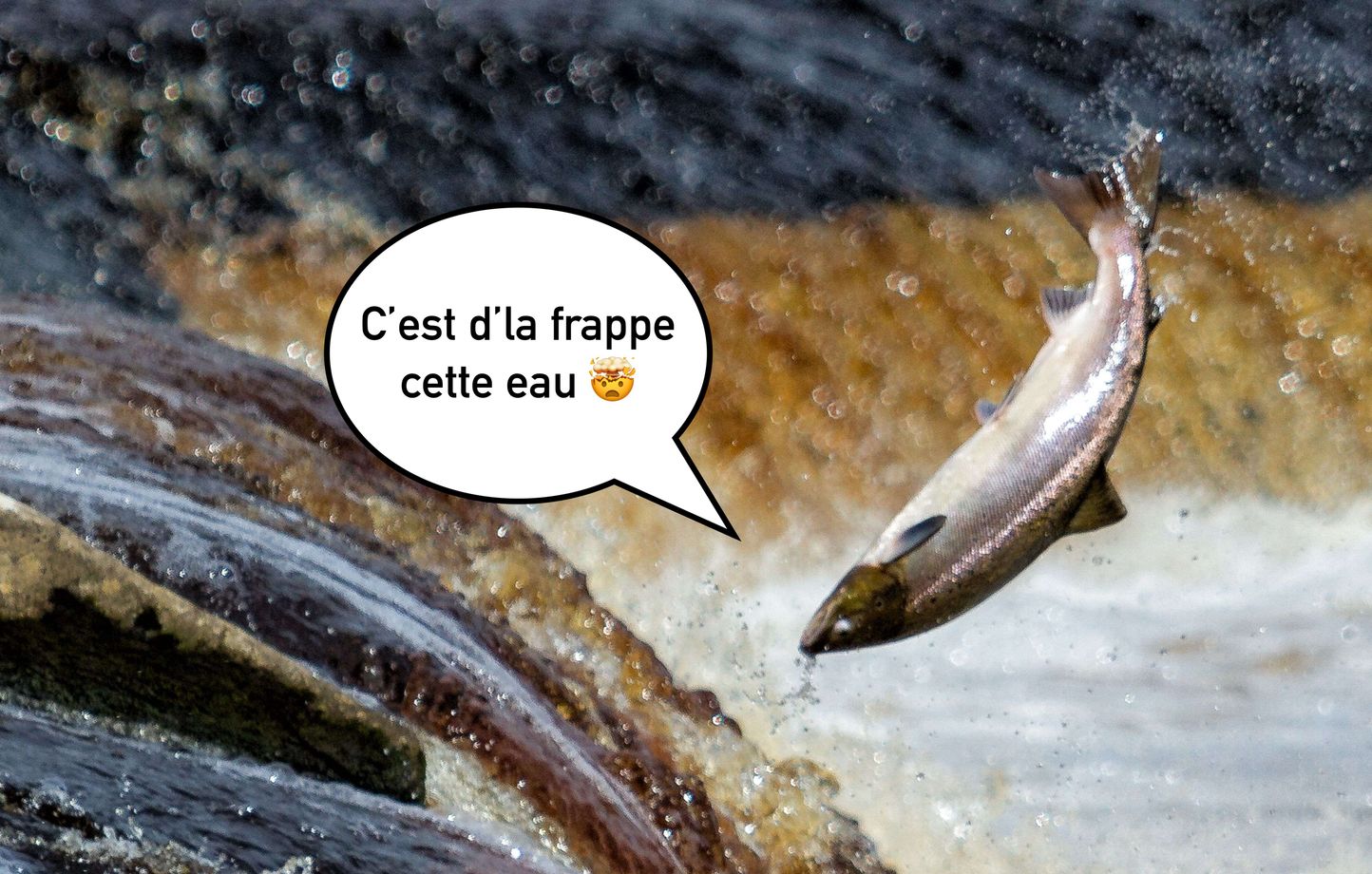 Des saumons exposés à la cocaïne nagent presque deux fois plus que les autres poissons
