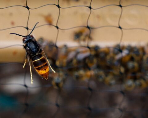 Frelons asiatiques : l'efficacité du sac en papier kraft pour les repousser remise en question