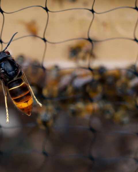 Frelons asiatiques : l'efficacité du sac en papier kraft pour les repousser remise en question