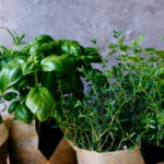 Herbes aromatiques : bénéfices pour la santé et propriétés antioxydantes