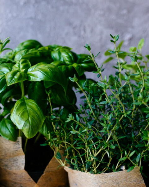 Herbes aromatiques : bénéfices pour la santé et propriétés antioxydantes