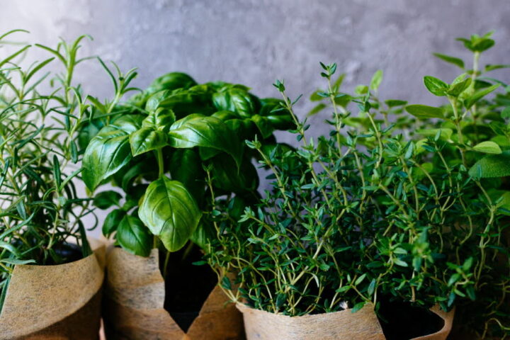 Herbes aromatiques : bénéfices pour la santé et propriétés antioxydantes