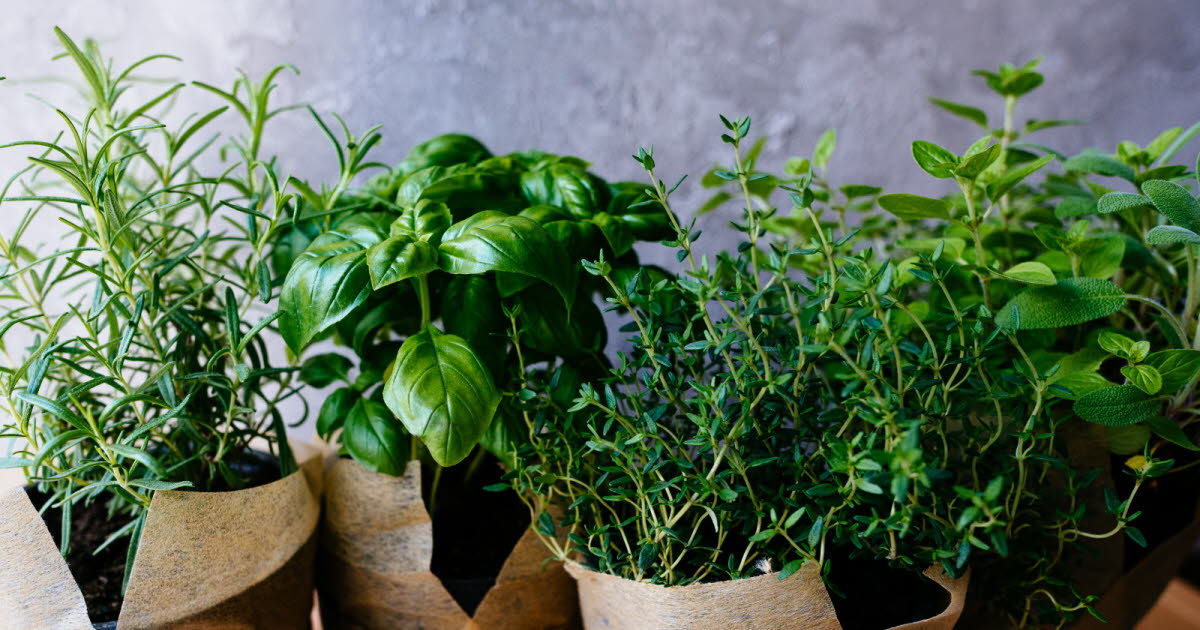 Herbes aromatiques : bénéfices pour la santé et propriétés antioxydantes