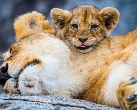 La détention d'animaux sauvages en France : un cadre légal complexe pour les particuliers