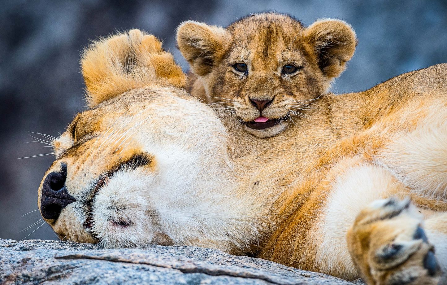 La détention d'animaux sauvages en France : un cadre légal complexe pour les particuliers