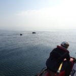 L'association Apecs appelle à signaler les observations de requins-pèlerins en Bretagne