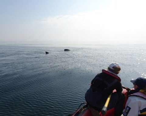 L'association Apecs appelle à signaler les observations de requins-pèlerins en Bretagne