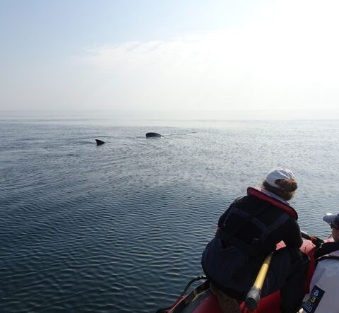 L'association Apecs appelle à signaler les observations de requins-pèlerins en Bretagne