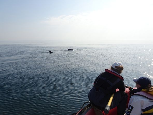 L'association Apecs appelle à signaler les observations de requins-pèlerins en Bretagne
