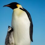 Le manchot empereur classé en danger par l'UICN en raison du changement climatique