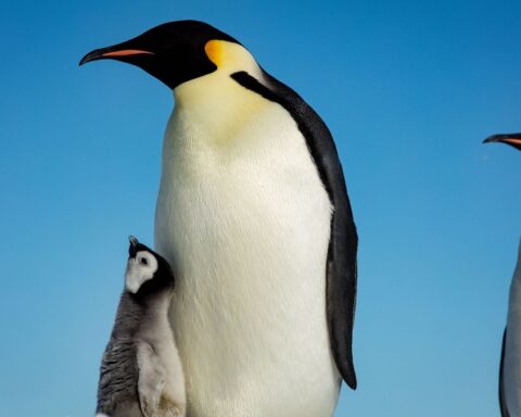 Le manchot empereur classé en danger par l'UICN en raison du changement climatique