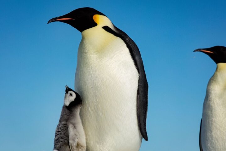 Le manchot empereur classé en danger par l'UICN en raison du changement climatique