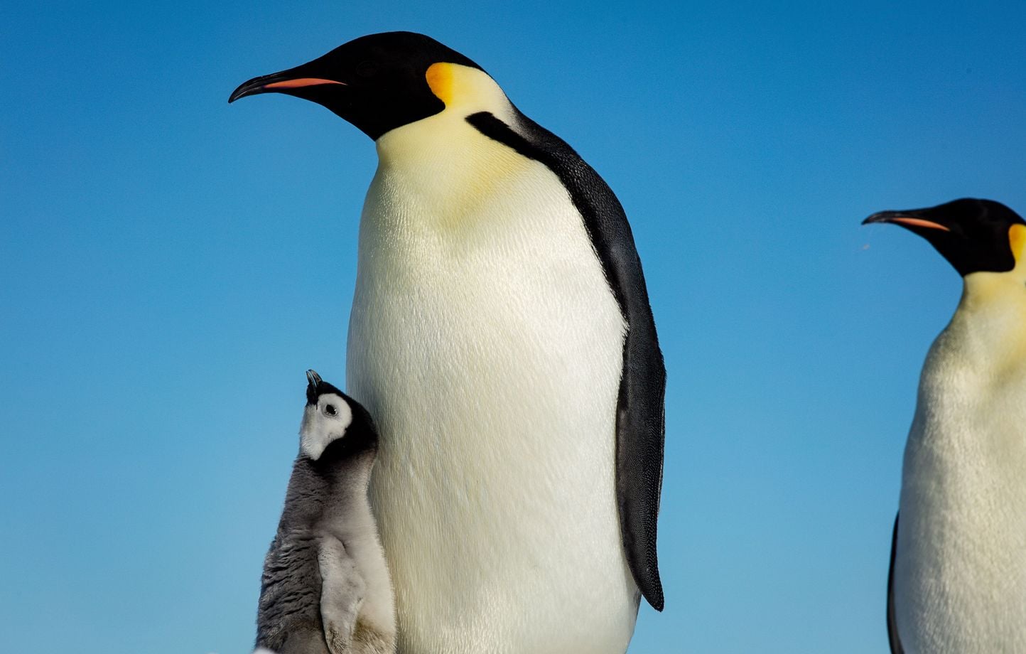 Le manchot empereur classé en danger par l'UICN en raison du changement climatique