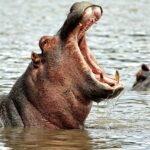 Le ministère de l’Environnement en Colombie annonce l'abattage de 80 hippopotames pour contrôler leur population