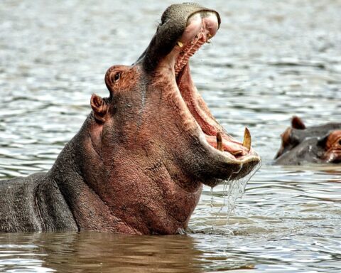 Le ministère de l’Environnement en Colombie annonce l'abattage de 80 hippopotames pour contrôler leur population