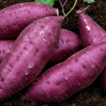 Le régime d’Okinawa : clé de la longévité des habitants de l'île japonaise