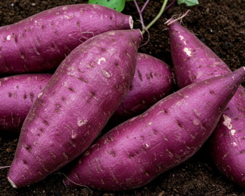 Le régime d’Okinawa : clé de la longévité des habitants de l'île japonaise