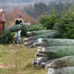 Le sapin de Noël du Morvan obtient son indication géographique protégée après dix ans de démarches