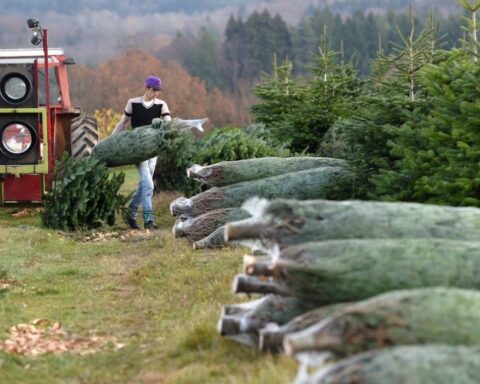 Le sapin de Noël du Morvan obtient son indication géographique protégée après dix ans de démarches