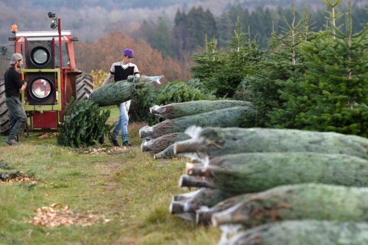 Le sapin de Noël du Morvan obtient son indication géographique protégée après dix ans de démarches