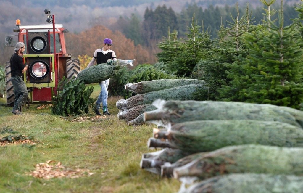 Le sapin de Noël du Morvan obtient son indication géographique protégée après dix ans de démarches