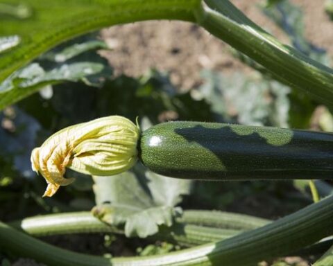 Les légumes que nous considérons comme tels sont en réalité des fruits, analyse botanique
