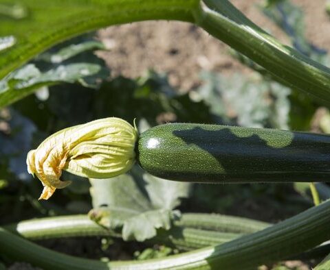 Les légumes que nous considérons comme tels sont en réalité des fruits, analyse botanique