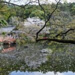 Les plus belles images d'Hanami à Kyoto et dans le monde entier