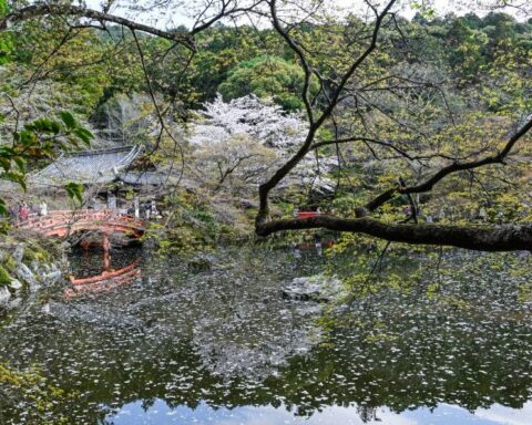 Les plus belles images d'Hanami à Kyoto et dans le monde entier