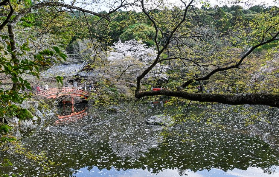Les plus belles images d'Hanami à Kyoto et dans le monde entier