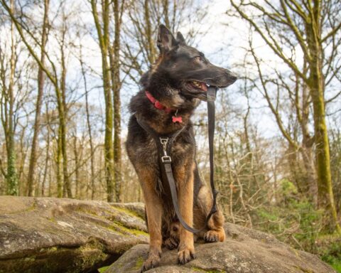 Les politiques animalières évoluent : une ville amie des animaux et de la biodiversité