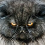 L'Union européenne adopte une réglementation historique sur la protection des chats et des chiens