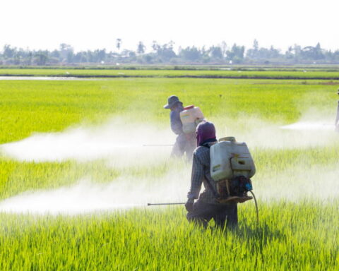 Pérou : risque de cancer accru de 150 % dans les zones fortement exposées aux pesticides