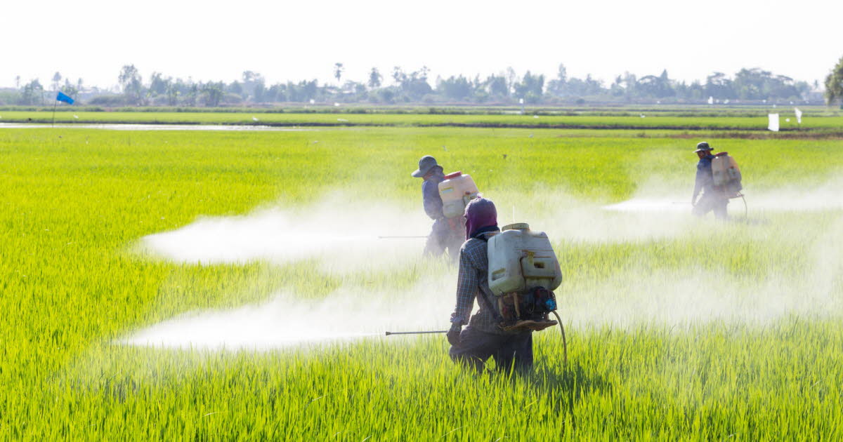 Pérou : risque de cancer accru de 150 % dans les zones fortement exposées aux pesticides